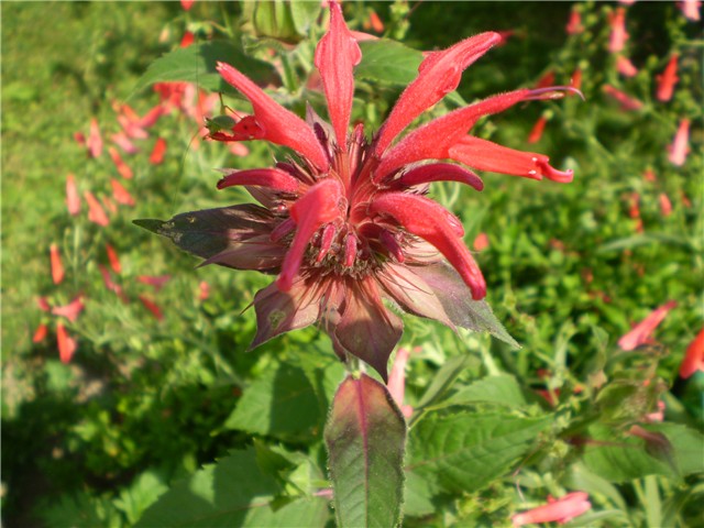 monarda